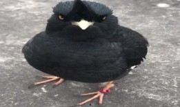 八哥爆料视频在哪里看到,探寻幕后生成之谜