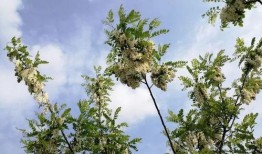 洋槐在线观看,探寻槐花飘香的浪漫之旅
