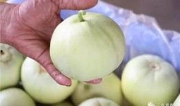 田心三水免费吃瓜,免费品尝，共享田园甜蜜时光