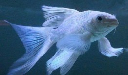 杭州名媛鲤鲤视频爆料,揭秘名媛圈层生活内幕