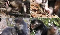 娱乐圈爆料金丝猴,金丝猴疑涉感情纠葛，真相扑朔迷离