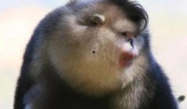 娱乐圈爆料金丝猴,金丝猴疑涉感情纠葛，真相扑朔迷离