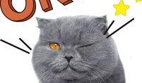 爆料七彩猫的是谁呀视频,是谁在背后掀起网络热议？