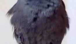 八哥爆料视频在哪里看到,探寻幕后生成之谜