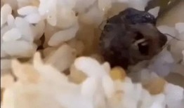 最新爆料老鼠事件新闻,最新老鼠事件引发公众关注，卫生安全问题亟待解决
