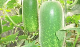 唐山吃瓜爆料视频大全,揭秘幕后真相，带你领略网络舆论风云