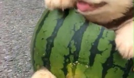 吃瓜娱乐狗,揭秘娱乐圈背后的那些事儿