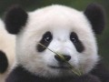 八哥爆料视频在哪里看到,探寻幕后生成之谜