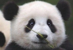 八哥爆料视频在哪里看到,探寻幕后生成之谜