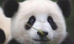 八哥爆料视频在哪里看到,探寻幕后生成之谜