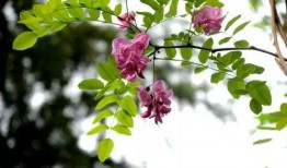 洋槐在线观看,探寻槐花飘香的浪漫之旅