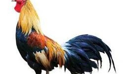 鸡王电影在线观看,在线观看，笑料横生的喜剧盛宴