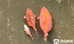 杭州名媛鲤鲤视频爆料,揭秘名媛圈层生活内幕