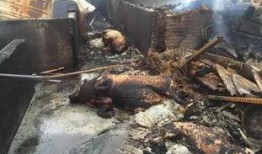 肥猪爆料虎子视频大全,揭秘网络红人背后的故事