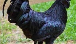 鸡王电影在线观看,在线观看，笑料横生的喜剧盛宴