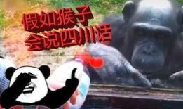 哈哥爆料猴帝视频大全集,猴帝视频大全集精彩瞬间大盘点