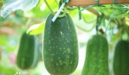 阳春网红吃瓜,揭秘娱乐圈幕后风云