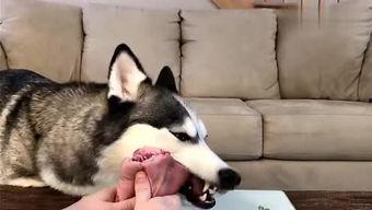 要哈士奇大腚娱乐吃瓜酱